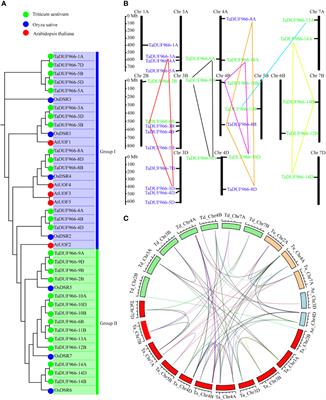 Genome-Wide Mining of Wheat DUF966 Gene Family Provides New Insights Into Salt Stress Responses